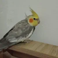 عروس هلندی نر