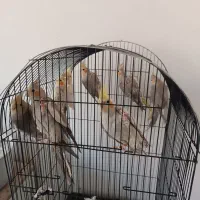 تعدادی عروس هلندی بالغ