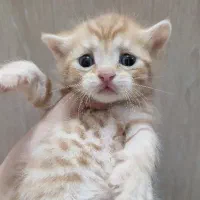 گربه اسکاتیش و بریتیش|گربه|تهران, سبلان (لشگر)|دیوار