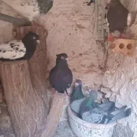 ۳ عدد سینه با ی کله