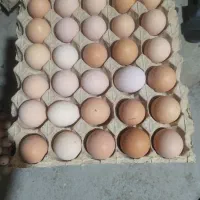 تخم مرغ محلی زرده طلا