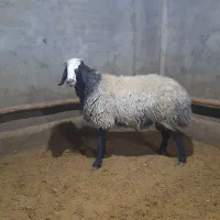 شیشک قوچ اصیل شال