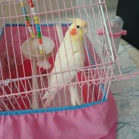 عروس هلندی نر و ماده