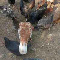 مرغ تخم گزار