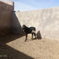 بز اسراییلی کهردار و دوبراسراییلی