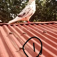 کبوتر سالم. فوری فوری