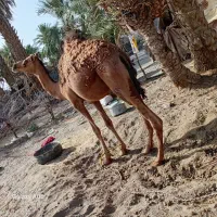 شترنر