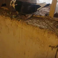 کبوتر سالم بدون مریضی نر هس عالی