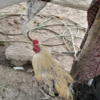 خروس رسمی محلی|حیوانات مزرعه|فشم, |دیوار