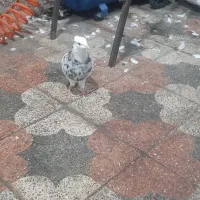 کفتر سالم سرحال