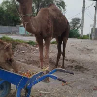 سلام شتر 5سال سالم سواری
