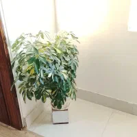 گل زیبا|گل و گیاه طبیعی|ایلام, |دیوار