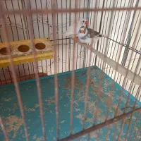 پرنده|پرنده|سلماس, |دیوار