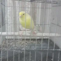 قناری جفت خورده و قناری ماده آماده