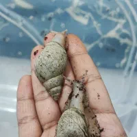 حلزون|خزنده|اهواز, بهارستان|دیوار