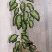 گل دیفن باخیا
