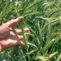 فروش تریتیکاله گندم علوفه ای