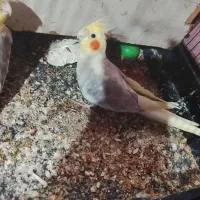 عروس هلندی|پرنده|بندرعباس, |دیوار