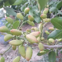 ۳۰۰متر باغ معاوضه وفروش