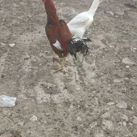 مرغ و خروس لاری|پرنده|گالیکش, |دیوار