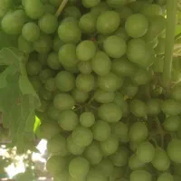 غوره نوبرانه ۶۰تومن