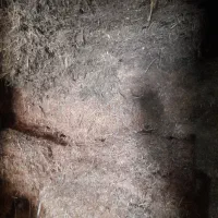 کاه سفید با کاه یونجه