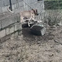 ماده سرابی اصیل