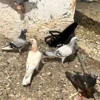 ۷عدد|پرنده|مشهد, محمدآباد|دیوار
