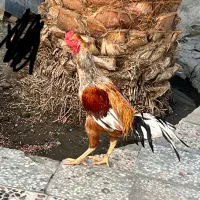 فروش یک عدد خروس