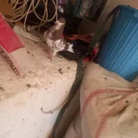 ماده افشون مست