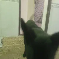 سگ نژاد مالی نیوز