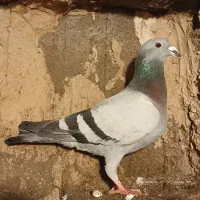 کبوتر سبز نر پلاکی (تیغاب)