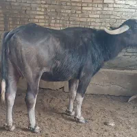 گاومیش اصیل