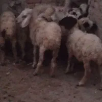 بره یک نر هفت تا ماده قیمت مناسب بردسیر