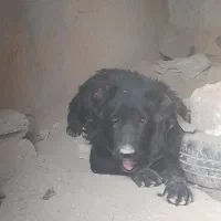 واگذاری یک عدد توله ۱ساله|سگ|داران, |دیوار