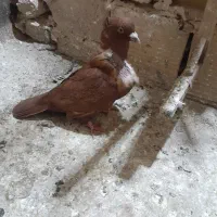 ماده طوق سفید