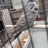 مرغ عشق انگلیسی ماده