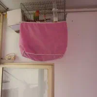 سلام طوطی برزیلی مولد