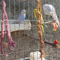 طوطی برزیلی ومرغ عشق|پرنده|تهران, سردارجنگل|دیوار