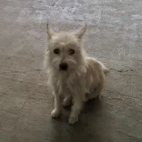 واگذاری سگ فقط به خانواده