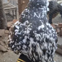 تخم‌مرغ گلین لری جوجه کشی