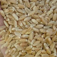 گندم بوجاری