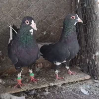 نرماده سیاه پلنگ زمانت تخم جوجه اصیل کرمان