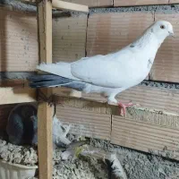 کبوتر پرشی