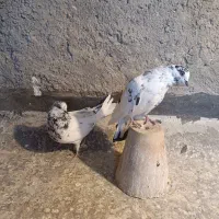 کفتر تهرونی نر و ماده کله ای . نر دوکت. نر کله ای|پرنده|اصفهان, دارک|دیوار