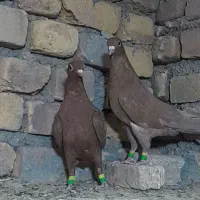 المانی و رنگه ،کبوتر گناباد|پرنده|کاشمر, |دیوار
