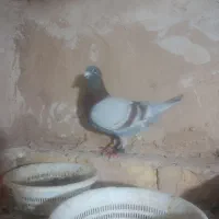 عشق بازش بیاد