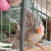فنچ|پرنده|بجنورد, |دیوار