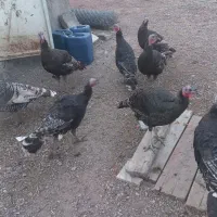 بوقلمون طبیعی خانگی