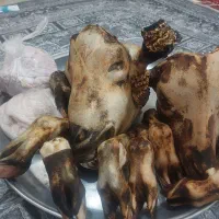 کله پاچه پاک کرده آماده پخت تمیز تمیز